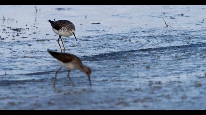 Bataklık düdükçünü