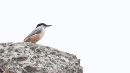 Büyük kaya sıvacısı