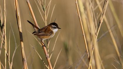 Bıyıklı kamışçın