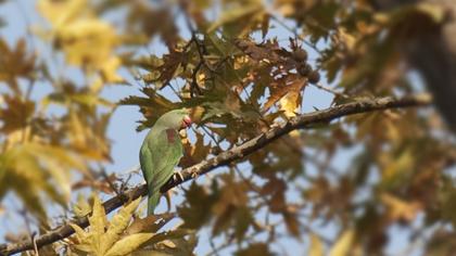 Alexandrine Parakeet