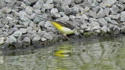 Dağ kuyruksallayanı