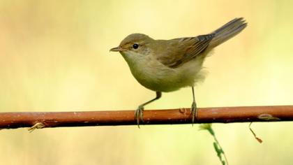 Çalı kamışçını