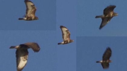 Common Buzzard