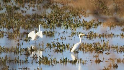Great Egret