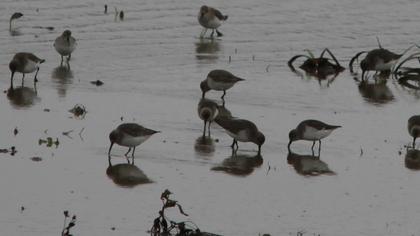 Karakarınlı kumkuşu