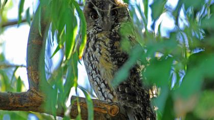 Kulaklı orman baykuşu