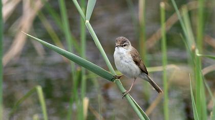 Doğu kamışçını
