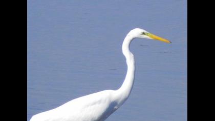 Büyük ak balıkçıl