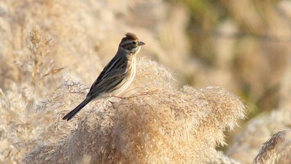 Bataklık Kirazkuşu