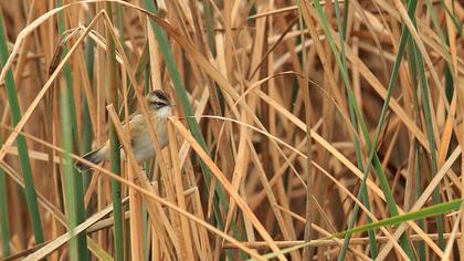Bıyıklı kamışçın