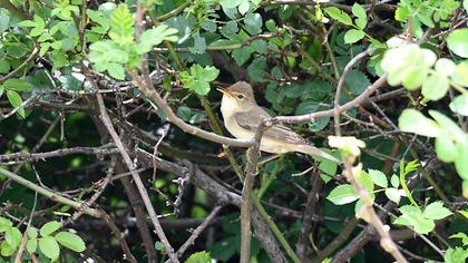 Çalı kamışçını