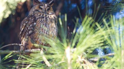 Kulaklı orman baykuşu