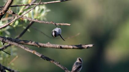 Long-tailed Tit