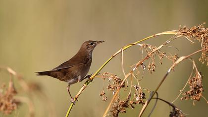 Bataklık kamışçını
