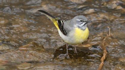 Dağ kuyruksallayanı