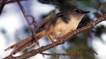 Dikkuyruklu ötleğen