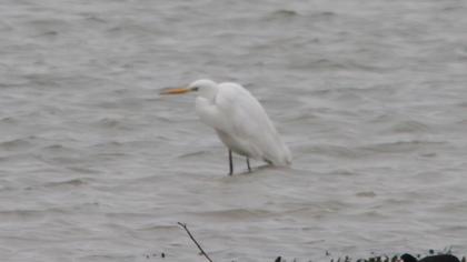 Büyük ak balıkçıl