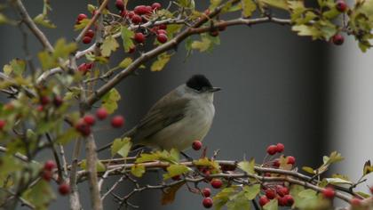 Karabaşlı ötleğen