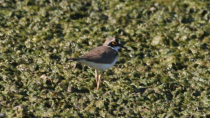 Halkalı küçük cılıbıt