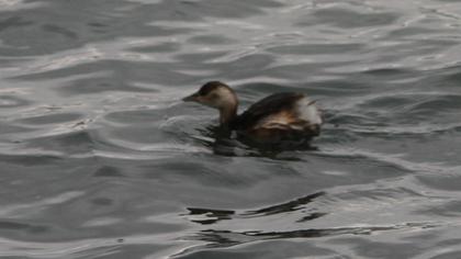 Little Grebe