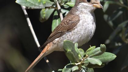Red-backed Shrike