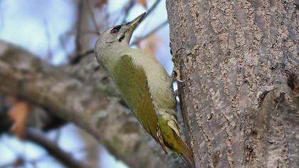 Küçük yeşil ağaçkakan
