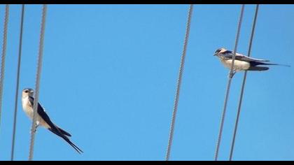 Kızıl kırlangıç