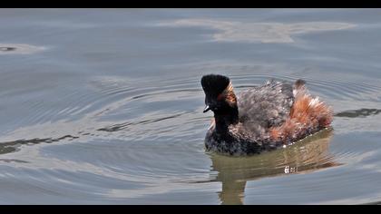 Karaboyunlu batağan