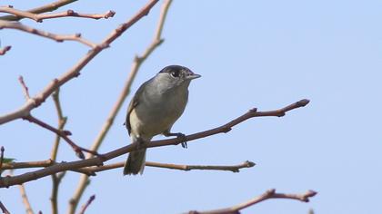 Karabaşlı ötleğen