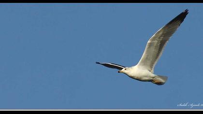 Van gölü martısı