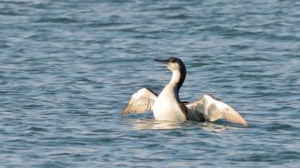 Karagerdanlı dalgıç