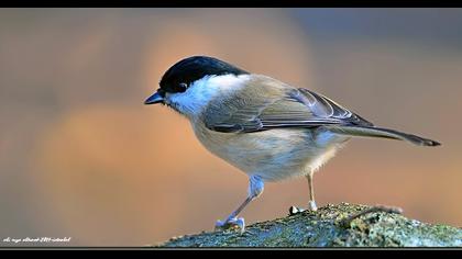 Kayın baştankarası
