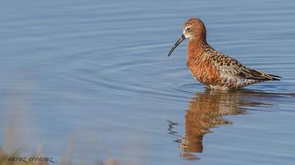 Curlew Sandpiper