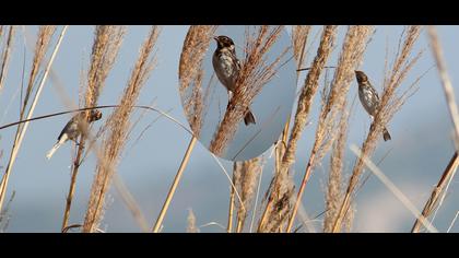 Bataklık Kirazkuşu