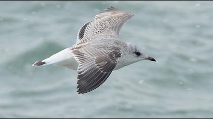 Küçük gümüş martı