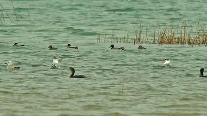 Büyük karabaş martı