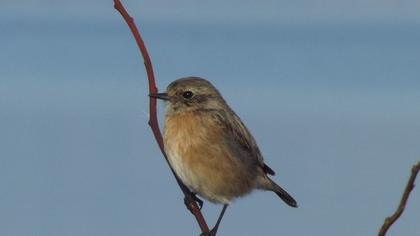 European Stonechat