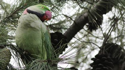 İskender papağanı