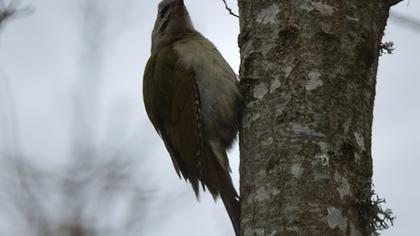 Küçük yeşil ağaçkakan