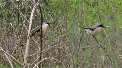 Karaalınlı örümcekkuşu