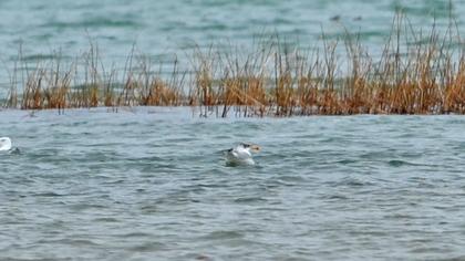 Büyük karabaş martı