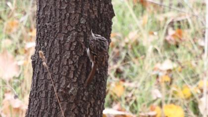 Bahçe tırmaşıkkuşu