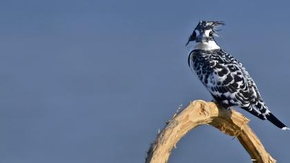 Alaca yalıçapkını