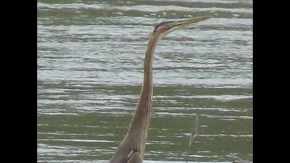 Erguvani balıkçıl