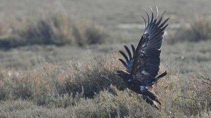 Büyük orman kartalı