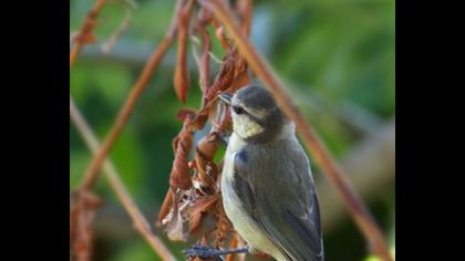 Eurasian Blue Tit