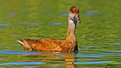 Red-crested Pochard