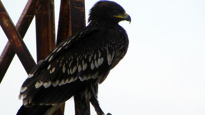 Büyük orman kartalı