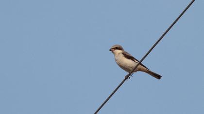 Karaalınlı örümcekkuşu