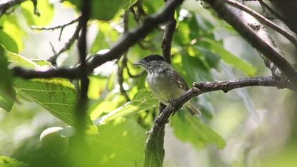 Karabaşlı ötleğen